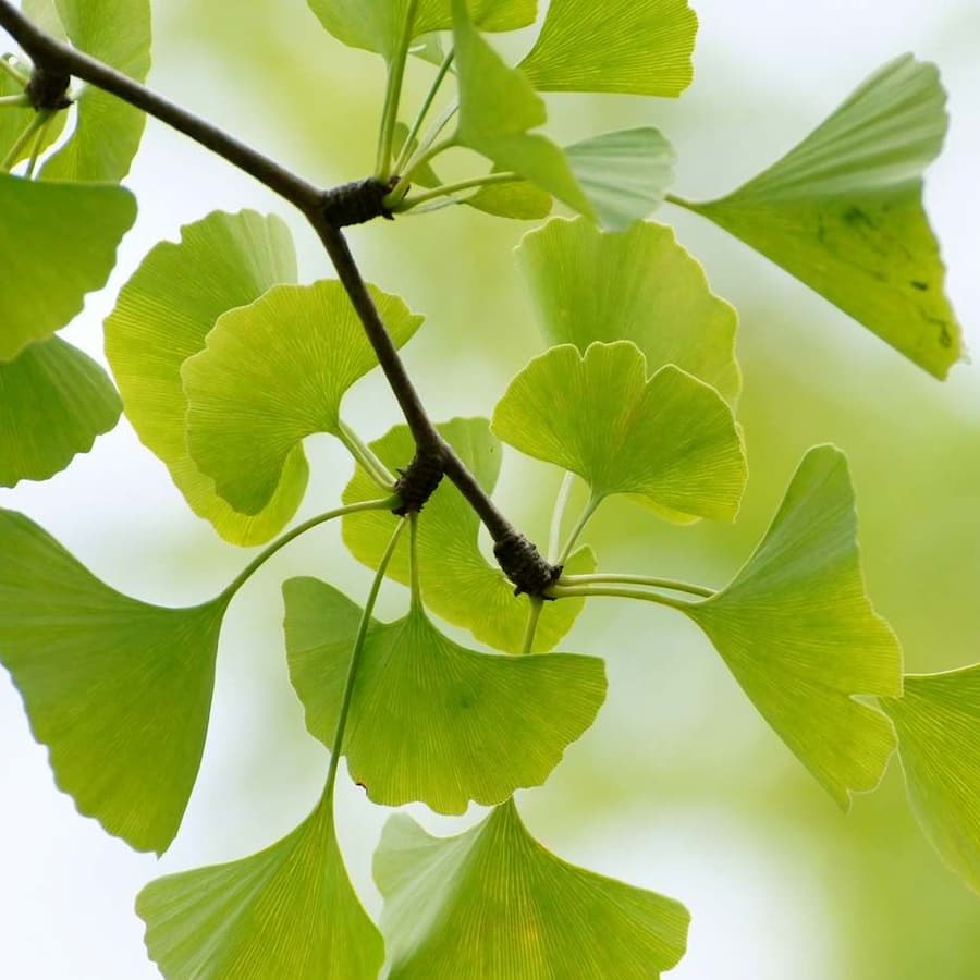 maidenhair-tree