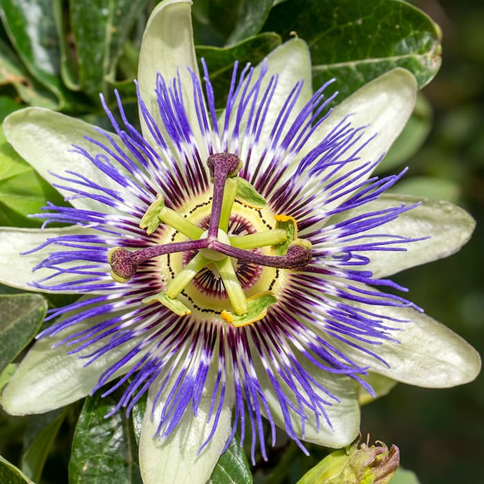 passion-flower